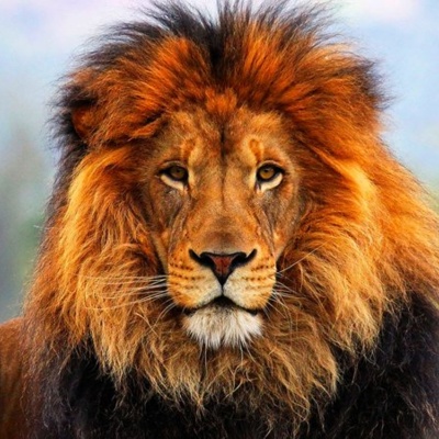Lion 02 Thumbnail