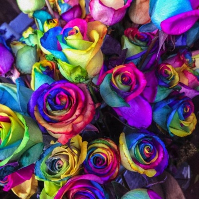 Roses Thumbnail