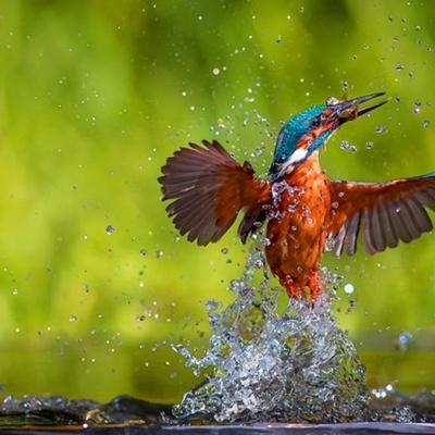 Bird 1 Thumbnail