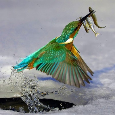 Bird 2 Thumbnail
